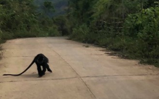 Đề nghị sử dụng chó nghiệp vụ biên phòng đẩy đuổi voọc trở lại rừng