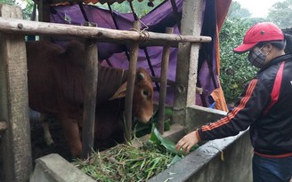 Nhiệt độ xuống thấp, nhiều trâu, bò ở miền núi Quảng Trị chết rét