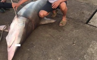 Câu được cá mập gần 150 kg, ngư dân Quảng Trị bán liền tay, thu 18 triệu đồng