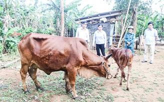 Quảng Trị: Bệnh viêm da nổi cục trên trâu bò bùng phát, uy hiếp nhiều địa phương