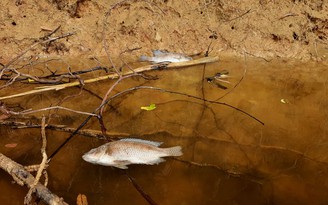 Quảng Trị: Cá chết bất thường, nổi lềnh bềnh trên sông Hiếu