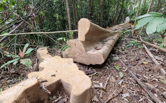 Lại phát hiện vụ phá rừng ở miền núi Quảng Trị