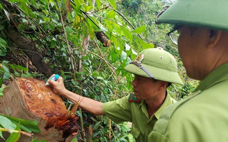 Quảng Trị: Khai thác rừng trồng, chặt luôn cả phần rừng tự nhiên tái sinh