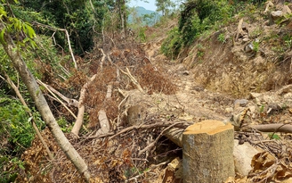 Quảng Trị: Công an điều tra vụ 'khai thác rừng trồng, chặt luôn rừng tự nhiên'