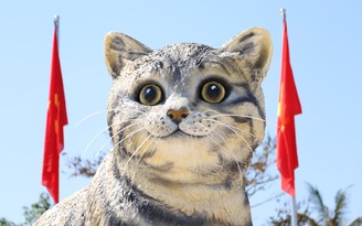 'Hoa hậu mèo' ở Quảng Trị giá chỉ 31 triệu: Chuyện làm nên ứng viên linh vật đẹp nhất tết này