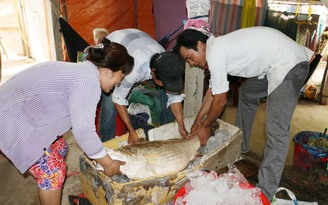 1 tỉ đồng ra giá mua con cá nặng 26kg