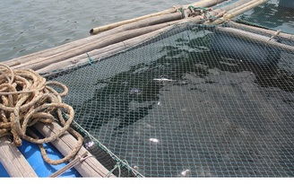 Cá nuôi lồng bất ngờ chết hàng loạt ở vùng biển Nghi Sơn, Thanh Hóa