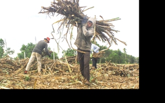 Nông dân trồng mía ‘tố’ nhà máy đường ‘quá tham lam’