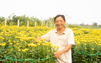 Vườn cúc Tết của lão nông bị kẻ gian phá: Ấm lòng chung tay giải cứu