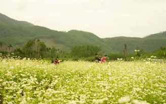 Thung lũng ‘hoa Tây Bắc’ khoe sắc tại miền Trung thu hút hàng trăm người