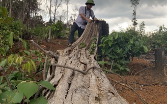 Đắk Nông: 5 đối tượng phá rừng bị phạt 1 tỉ đồng