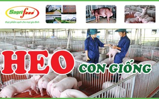 Heo con giống 3 máu khỏe mạnh, tăng trọng nhanh của Sagrifood, mua ở đâu?