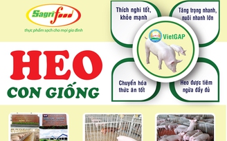 Chọn con giống tốt Sagrifood để tránh rủi ro