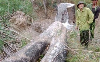 Đột nhập Vườn quốc gia Yók Đôn cưa gỗ quý