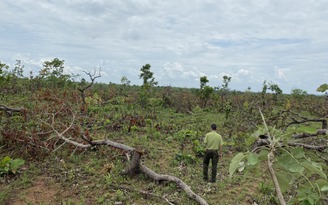 Vụ phá gần 400 ha rừng ở Đắk Lắk: Kỷ luật cảnh cáo 2 lãnh đạo xã