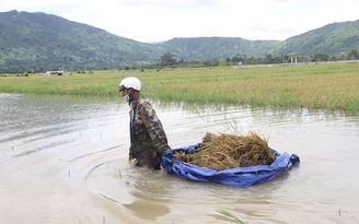 Người dân dùng thuyền, thau chậu cứu lúa ngập trong biển nước trên cao nguyên