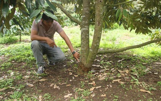 Đắk Lắk: Vườn sầu riêng, tiêu bị kẻ xấu chặt phá, thiệt hại hàng trăm triệu đồng