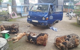 Bị CSGT 'tuýt còi', tài xế để lại xe tải chở 28 con chó nghi trộm cắp