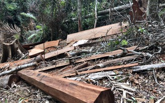 Đắk Lắk: Phát hiện vụ phá rừng lớn, có dấu hiệu tội phạm hình sự