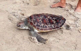 Đà Nẵng thả cá thể rùa biển nặng 15 kg về môi trường tự nhiên