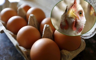 Biến đổi gien gà để lấy trứng chống ung thư