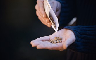 Mỹ đưa ra cảnh báo về các gói hạt giống từ Trung Quốc