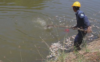 Đà Nẵng: Cá chết bất thường nổi trắng kênh Phú Lộc Đà Nẵng: Cá chết bất thường nổi trắng kênh Phú Lộc