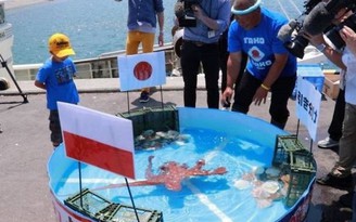Người Nhật Bản luyến tiếc sau khi bạch tuộc tiên tri bị… làm thịt