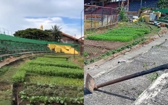 Bóng đá dừng vì Covid-19, sân CLB giải hàng đầu Indonesia bị đem… trồng rau