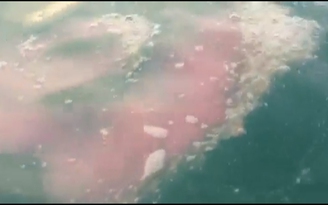 Cận cảnh dải nước màu đỏ kỳ lạ trên vùng biển Chân Mây - Lăng Cô