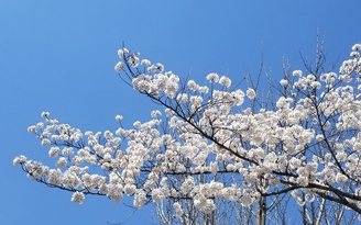 Bạn ơi, nhớ nhé: Đừng hẹn hò ở Gyeongju mùa hoa anh đào!