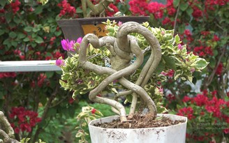 Độc lạ hoa kiểng Tết Canh Tý: Hút hồn bonsai hoa giấy của người miền Tây
