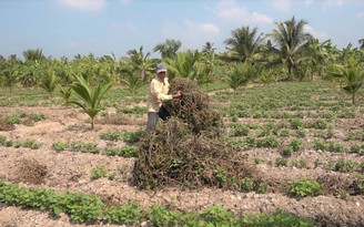 Miền Tây gồng mình chống mặn: Lão nông Sóc Trăng khóc ròng vì trắng tay