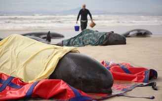 Hàng trăm con cá voi hoa tiêu dạt vào bờ, phân nửa đã chết