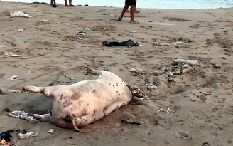 Phú Yên: Sóng biển lớn, rác 'tấn công' bãi biển Tuy Hòa