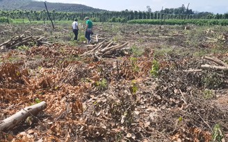 Thủ phủ tiêu Phú Yên 'teo tóp' vì dịch bệnh: Nông dân phá vườn, tìm cây mới