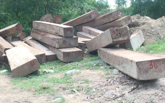 Phú Yên: Phát hiện nhiều vụ vận chuyển gỗ lậu