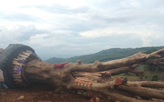 Phú Yên: Tịch thu 2 cây cổ thụ 'khủng' khai thác trái phép