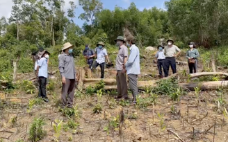 Phú Yên: Tạm đình chỉ công tác Phó giám đốc BQL rừng phòng hộ Sơn Hòa