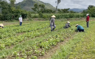 Lên núi thuê đất trồng rau phát miễn phí cho người dân vùng dịch
