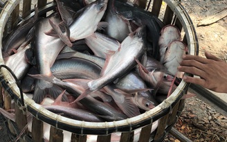 Nâng cao chất lượng giống cá 'tỉ đô' của Việt Nam