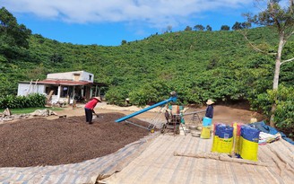 Tại sao xuất khẩu cà phê tăng mà lợi nhuận của nông dân giảm