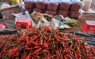 Người trồng ớt ngóng chờ thị trường Trung Quốc