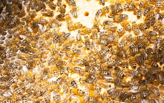 Mỹ giảm mạnh thuế chống bán phá giá mật ong Việt Nam