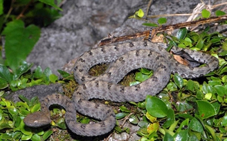 Đề xuất xây dựng cơ sở dữ liệu quốc gia về các loài rắn độc