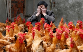 Thương mại Mỹ - Trung Quốc căng thẳng vì con gà