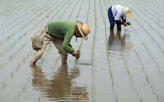 Thiếu nông dân, Nhật Bản cậy nhờ lao động bất hợp pháp