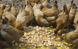 Giá thịt gà Trung Quốc hạ kỷ lục vì dịch cúm gia cầm