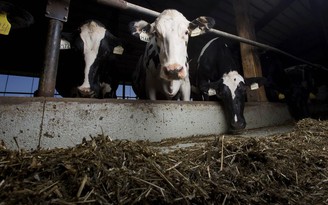 Doanh nhân Qatar chuyển 4.000 con bò về nước giữa khủng hoảng ngoại giao Ả Rập