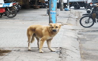 Cấm nuôi chó ở đô thị đi, tôi ủng hộ!